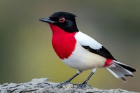 Rose-breasted grosbeak perched on rock with distinctive black head, vibrant red chest, and white belly against blurred natural background.