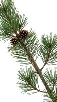 Pine tree branch with natural brown cones isolated on white background for holiday decorations and seasonal design projects.