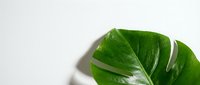 Closeup of vibrant green monstera leaf with natural veins and water droplets against white background, suitable for botanical and nature design projects.