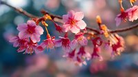 Delicate pink cherry blossoms in full bloom against blurred teal background, capturing spring's ephemeral beauty in soft natural light.