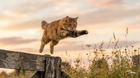 Tabby cat jumping off wooden fence in rural field at sunset with wildflowers and cloudy sky in background. Use for pet, nature, and lifestyle content.