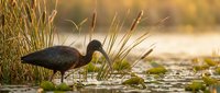 Glossy ibis wading bird foraging in shallow wetland water among tall reeds and aquatic vegetation during golden hour sunset lighting for wildlife photography.