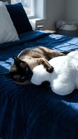 Siamese cat with blue eyes cuddling white teddy bear on navy blue bedding in sunlit bedroom for pet comfort and companionship concepts.