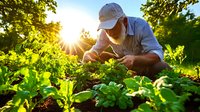 Senior Caucasian male farmer examining organic lettuce plants in vegetable garden during golden sunset, sustainable agriculture and local food production.