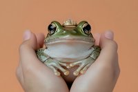 Green tree frog wearing a tiny gold crown held gently in cupped hands against a warm peach background, fairy tale concept.