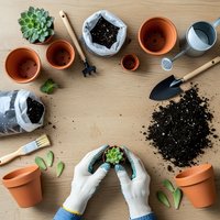 Hands in gardening gloves planting succulent in terracotta pot with soil and tools on wooden table for indoor gardening and plant care activities.