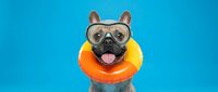 Funny French Bulldog wearing sunglasses and orange inflatable ring on blue background, perfect for pet humor and summer fun designs.