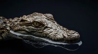 Crocodile head emerging from dark water with detailed scaly skin texture and piercing golden eye creating dramatic wildlife portrait for nature photography.