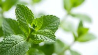 Fresh green mint leaves with water droplets on natural blurred background. Organic herb for cooking, tea, aromatherapy and natural medicine applications.