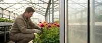 Middle-aged Caucasian male gardener tending colorful flowering plants in modern greenhouse facility for commercial horticulture and sustainable agriculture.