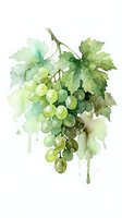 Watercolor green grapes cluster with vine leaves on white background, botanical fruit illustration for wine labels, kitchen decor and culinary designs.