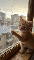 Ginger kitten with paw raised against rainy window, curious feline watching raindrops on glass during stormy weather, perfect for pet and animal-themed designs.