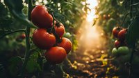 Fresh ripe red tomatoes growing on vine in greenhouse with warm sunlight streaming through rows of plants creating golden hour agricultural scene.