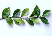 Fresh green branch with glossy leaves arranged in line on white background, natural botanical element isolated for design and decoration purposes.