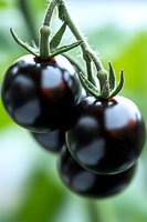 Fresh black tomatoes on vine with water drops, macro photography showing detailed texture and natural light for food and agriculture concepts.