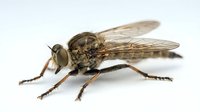 Robber fly isolated on white background, showing detailed wings, compound eyes, and predatory legs, suitable for entomology, nature education, and scientific illustration projects.
