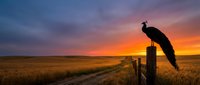 Peacock perched on wooden fence post at golden hour sunset over rural prairie landscape with dirt road and endless wheat fields under dramatic colorful sky.