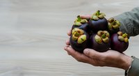 Farmer holding fresh mangosteen fruits in hand, tropical produce harvest and agriculture concept for food marketing and healthy eating campaigns.