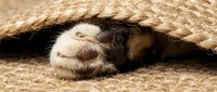 Close-up of animal paws resting on sandy ground beneath woven rope mat, showing fur texture and claws for wildlife and nature content.