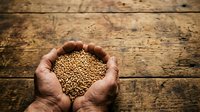 Farmer holding handful of golden wheat grains over rustic wooden surface, representing harvest, agriculture, and grain production for farming and food industry.