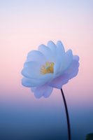Blue cosmos flower blooming against soft pink purple gradient sky at twilight creating dreamy ethereal atmosphere for wellness meditation designs.