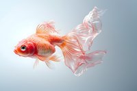 Graceful pink and white goldfish swimming with flowing translucent fins against light gray background, isolated aquatic life photography for nature publications.