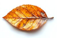 Detailed macro shot of dried autumn leaf showing intricate vein patterns and rich orange-brown color gradients on white background, isolated for creative design use.