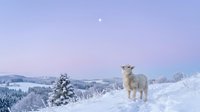 A young alpaca stands alone on a snowy hillside during twilight, with frost-covered evergreen trees and distant mountains under a pale sky, suitable for winter wildlife and nature editorial use.
