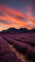 Dramatic sunset over lavender field with purple flowers in rows leading to mountain silhouette. Vibrant orange and pink sky creates romantic agricultural landscape.