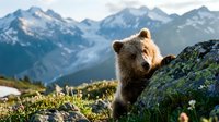Young brown bear cub resting on rocky terrain with alpine meadow flowers and snow-capped mountain peaks in background. Wildlife and nature photography.