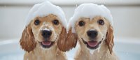 Two happy Cocker Spaniel puppies with soap suds and bubbles on their heads during bath time, showing joyful expressions and wet fur. Great for pet care concepts.