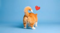Adorable orange tabby kitten with fluffy tail and white paws standing on blue background with red heart symbol, expressing love and affection for pet care.