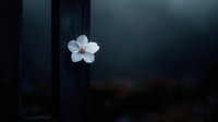 Single white delicate flower blooming against dark moody background creates dramatic contrast, soft petals glowing in dim light, artistic nature photography.