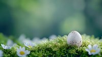 Speckled white egg nestled in soft green moss surrounded by delicate white spring flowers against blurred natural background. For Easter and spring concepts.