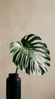 Monstera deliciosa leaf in black vase against neutral beige wall, tropical houseplant for modern interior design and home decor styling projects.