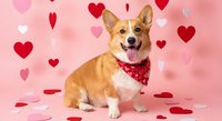 Happy corgi dog wearing red bandana sitting among scattered heart decorations on pink background for Valentine's Day celebration and romantic holiday themes.