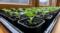 Young green seedlings growing in black plastic containers on windowsill, fresh sprouts in potting soil for home gardening, spring planting and propagation.