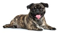 Brindle colored pug mix dog lying down with happy expression and tongue out against white background, isolated pet portrait for veterinary and animal care marketing.