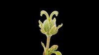 Green herb bud with fuzzy texture isolated on transparent background, ready for botanical clipart, stickers, t-shirt design, print on demand, and sublimation projects.