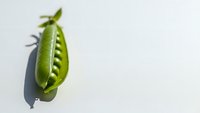 Fresh green pea pod opened to reveal row of peas inside on clean white background with natural shadow for healthy food and nutrition concepts.