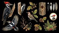 Woodpecker birds clipart set isolated on transparent background, featuring feathers, acorns, pine cones, oak leaves, tree bark, and botanical elements for stickers, t-shirts, print on demand.