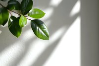 Fresh green leaves of ficus plant against white wall with natural window light and shadow creating minimalist composition for modern interior design.