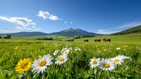 Scenic mountain meadow with blooming daisies and sunflowers in foreground, grazing cattle on green pasture, and majestic peaks under blue summer sky.
