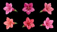 Vibrant pink and red azalea flowers isolated on transparent background, ready for t-shirt design, clipart, stickers, sublimation, and print-on-demand projects.