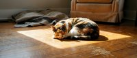 Fluffy brown and white guinea pig resting on wooden floor in sunlight near furniture, domestic pet relaxation scene.
