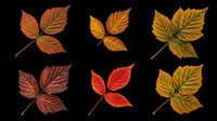 Autumn leaves set with six colorful fall foliage specimens isolated on transparent background, ready for t-shirt design, stickers, clipart, and print on demand.