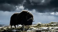 Large brown yak grazing on snowy mountain plateau under dramatic stormy sky with dark clouds in highland wilderness landscape.