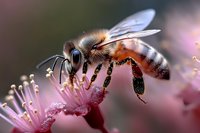 Honeybee collecting nectar from pink flower blossom with pollen on legs during spring pollination season for nature and agriculture concepts.