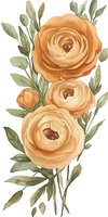 Watercolor peach ranunculus flowers with sage green leaves on white background, botanical art composition for wedding stationery and home decor.
