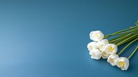 Fresh white tulips bouquet lying on blue background with copy space, minimalist spring floral composition for greeting cards and social media posts.